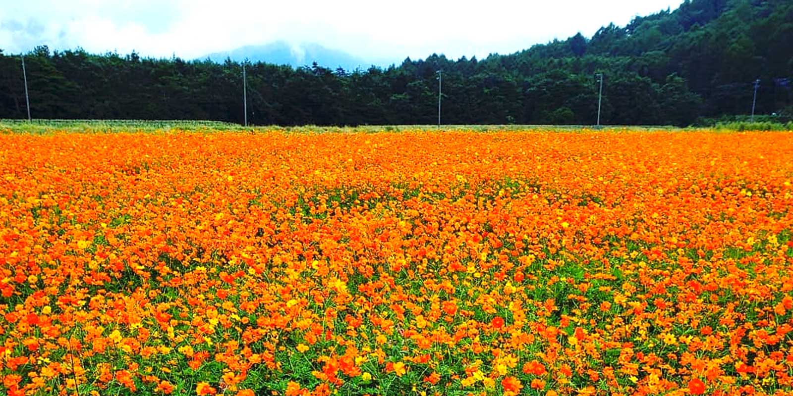 花の都公園の近くです