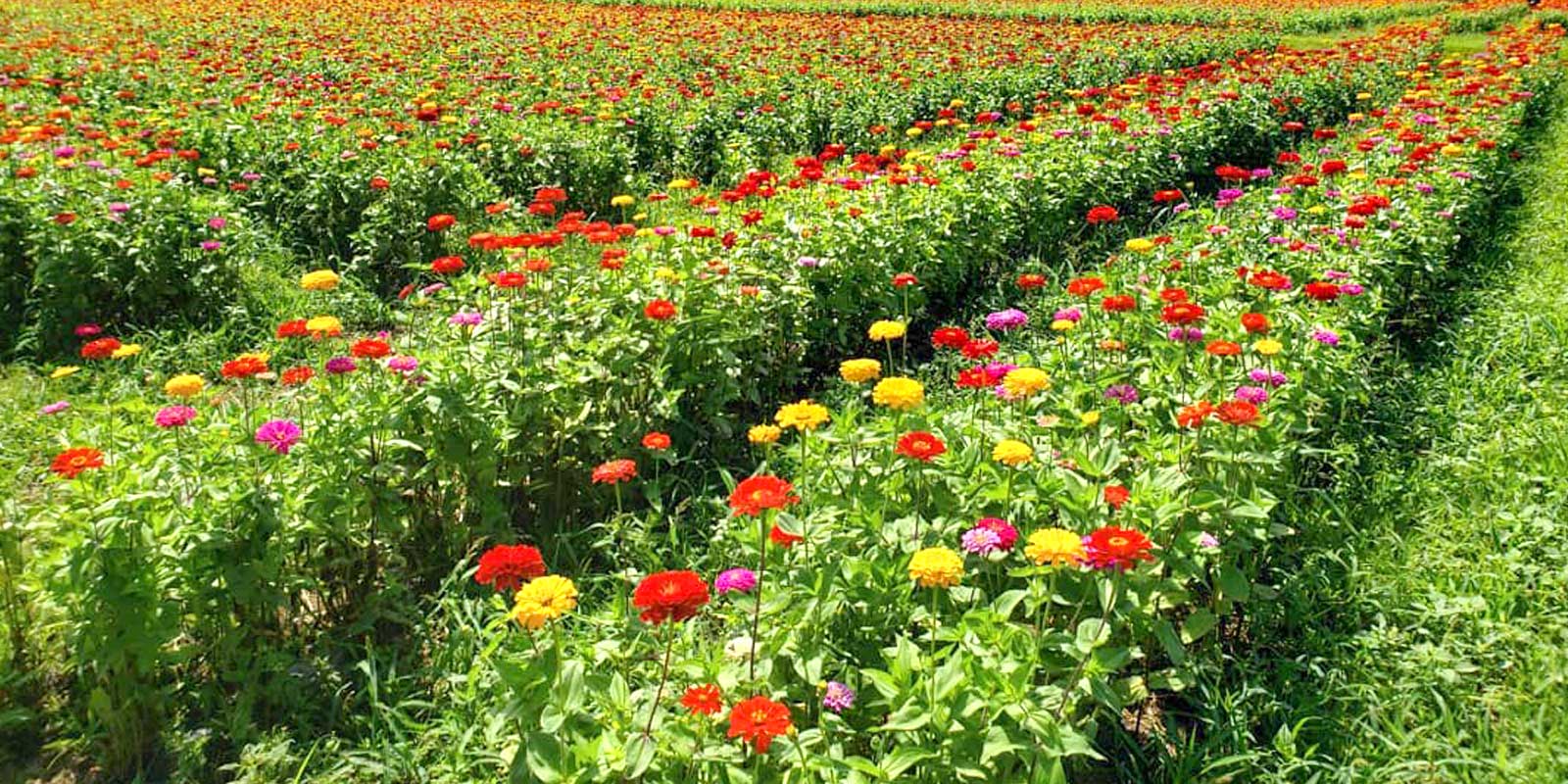 花の都公園は時期によって色々な景色が楽しめます